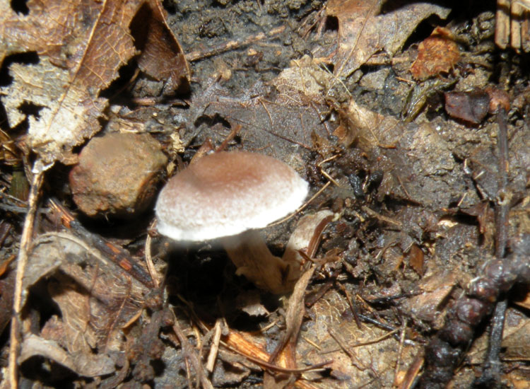 Cortinarius (Telamonia) sp?